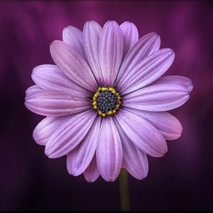 Meet your Posher, Shameika